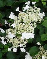 Klimhortensia
