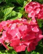 Rode hortensia