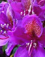Paarse Rhododendron