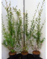 Ligusterhaag Ovalifolium