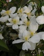 Clematis montana Alba