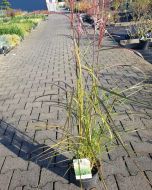 Miscanthus sin. 'Ferner Osten'