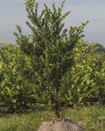 Ilex crenata Japanse Hulst