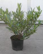 Laurier planten laag