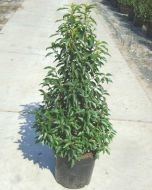 Prunus Portugese Laurierhaag