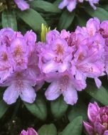 Rhododendron lila