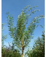 Salix alba geel