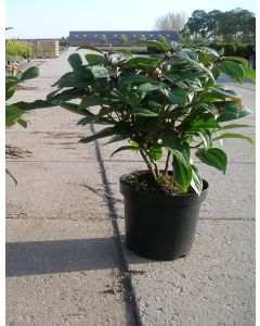 Viburnum tinus