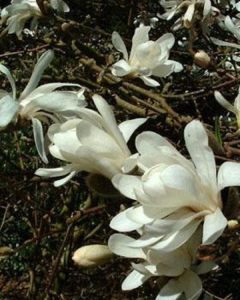 magnolia-stellata