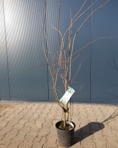Amelanchier lamarckii