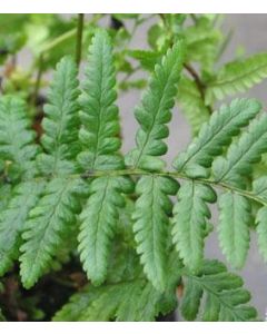 Mannetjesvarens Dryopteris affinis