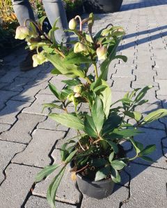 Helleborus sternii Nieskruid