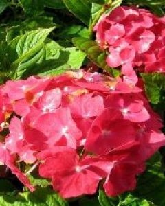 Rode hortensia