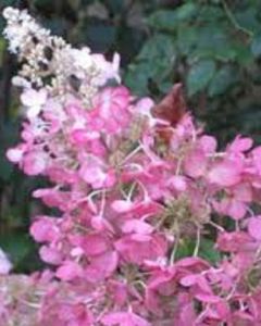 Roze Pluimhortensia