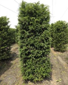 kant-en-klaar-haag-taxus