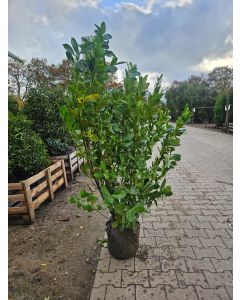 Luxe-laurier-rotundifolia