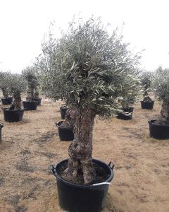 Grote Olijfboom
