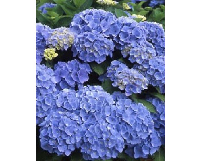 Dominant Delegatie paradijs Blauwe Hortensia | Scherpe prijs | TIP