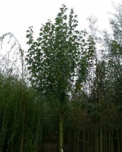 Populus alba Witte abeel