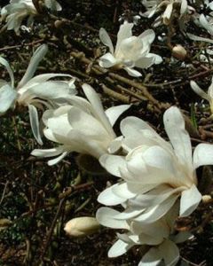 magnolia-stellata