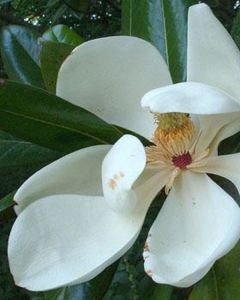 magnolia grandiflora