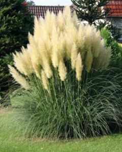 Cortaderia sell Evita