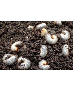 Aaltjes tegen engerlingen 50 mln / 100m2