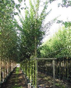 Acer boom