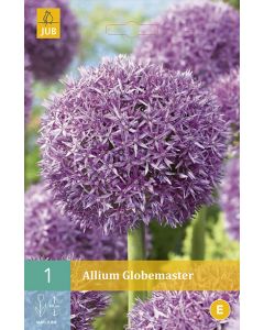 Sierui (Allium 'Globemaster')