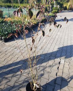 Cornus kousa