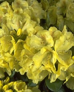 Gele Rhododendron 