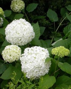 Witte Hortensia Annabelle