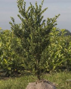 Ilex crenata Japanse Hulst