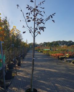 Juglans regia gewone walnotenboom