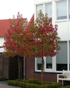 Liquidambar leiboom