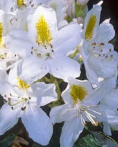 Witte rhododendron 