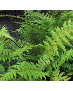 Naaldvaren Polystichum setiferum 