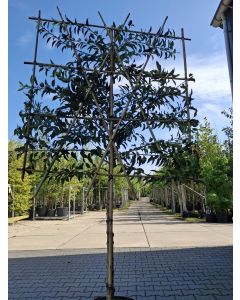 Portugese-laurier leiboom