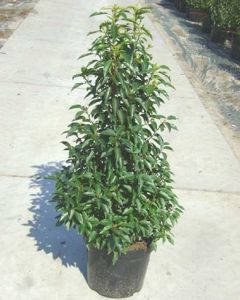 Prunus Portugese Laurierhaag