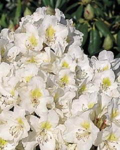Witte Rhododendron 