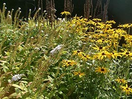 Tuintips September
