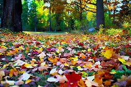 Tuintips Oktober